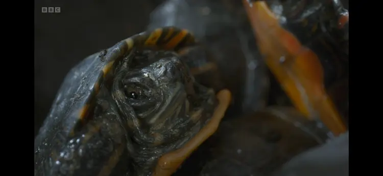 Painted turtle (Chrysemys picta) as shown in Frozen Planet II - Frozen Lands
